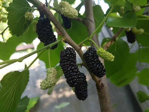 Видео: Шелковица Черный Гигант