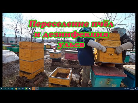 Видео: ДЕЗИНФЕКЦИЯ УЛЬЕВ ПОСЛЕ ЗИМОВКИ И ПЕРЕСАДКА В ЧИСТЫЕ УЛЬЯ ПЧЁЛ