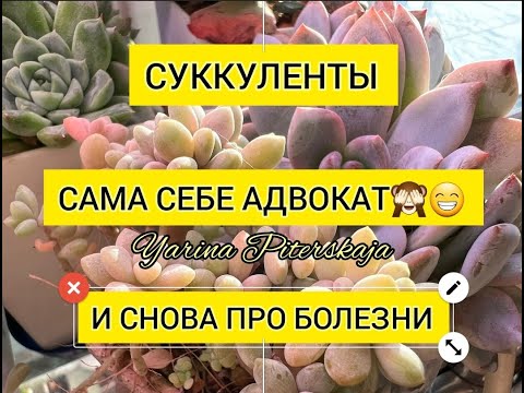 Видео: Суккуленты. Сама себе адвокат. И снова про болезни.