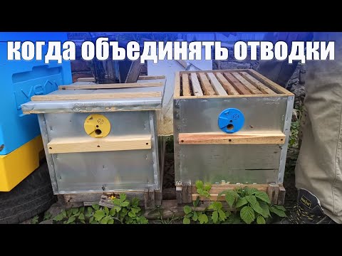 Видео: Время объединения пчелиных семей на главный взяток без роения