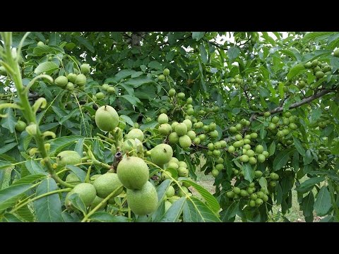 Видео: Ореховые деревья Чандлера - 6 лет