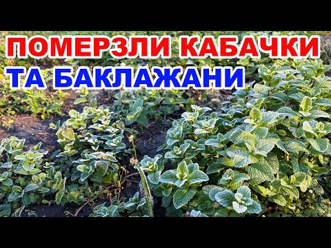 Видео: Чи витримали рослини  під агроволокном ? Агроволокно від заморозків