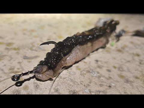 Видео: БОЛЬШИЕ приманки для ловли трески на реке Хамбер