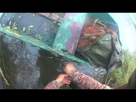 Видео: ОХОТА НА БОБРА КАПКАНАМИ. Бобра просто тьма. #охотанабобра#бобр#капкан#охота