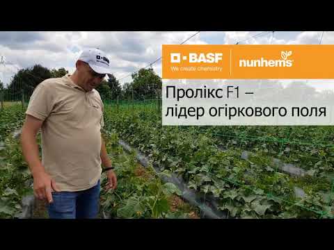 Видео: Проликс F1 / Proliks F1,40-42 дня - Огурец, Nunhems