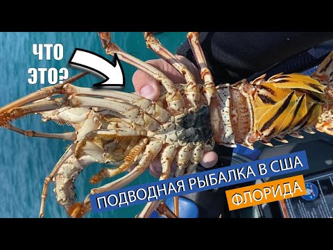 Видео: США / ФЛОРИДА / Подводная рыбалка в Атлантическом океане. 2020