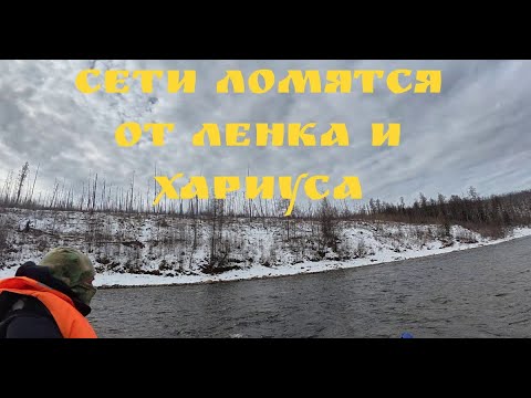 Видео: ДИКАЯ ЯКУТИЯ:Рыбалка на Сети ЛОМЯТСЯ от Ленка и Хариуса!