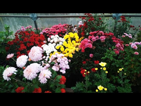 Видео: Хризантема мультифлора и корейские,будни в питомнике 