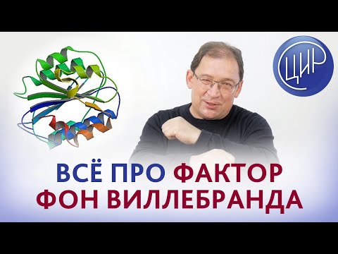 Видео: Фактор фон Виллебранда. Всё самое важное про фактор фон Виллебранда. Рассказывает Гузов И.И.