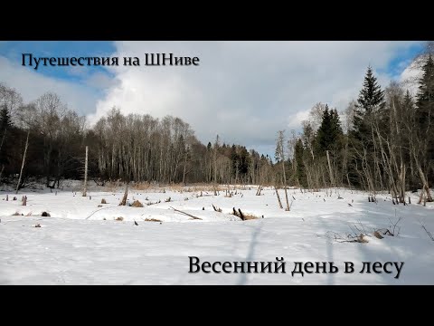 Видео: Весенний день в лесу