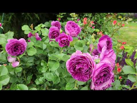 Видео: Розы : Королева Швеции, Минерва, Ванесса Белл, Манстед Вуд, Принцесса Кентская.
