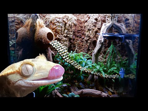 Видео: Модернизация вивария для биоактивных гекконов | Пошаговое строительство