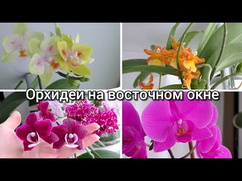 Видео: Мои комнатные растения на восточном окне 🌷🪴🌱