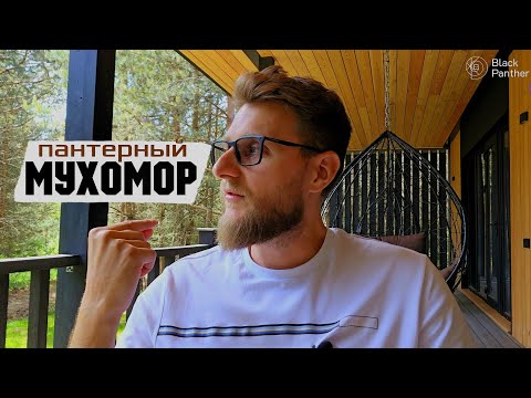 Видео: Как людей превращают в биороботов. Пантерный мухомор