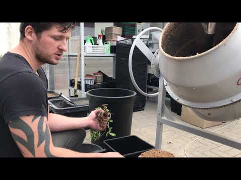 Видео: Пересаживаю Фокею