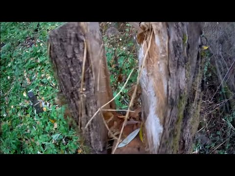 Видео: участок