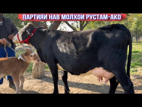 Видео: ПАРТИЯИ НАВ МОЛҲОИ РУСТАМАКО 13 ноября 2025 г.