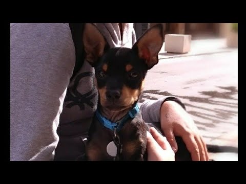 Видео: Собаки в Испании. Новый закон о содержании.