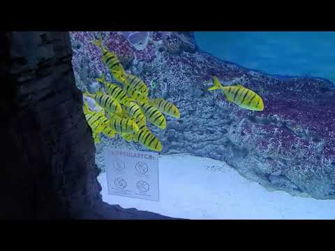 Видео: Океанариум в ТРЦ РИО город Москва 2024г