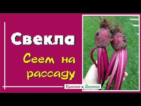 Видео: Сеем свеклу на рассаду для раннего урожая