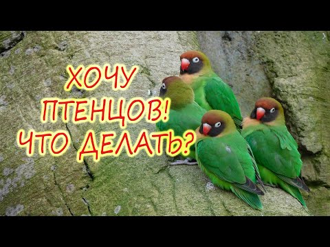 Видео: Что делать чтобы у НЕРАЗЛУЧНИКОВ ПОЯВИЛИСЬ ПТЕНЦЫ!