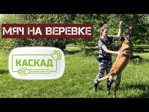 Видео: Мяч на веревке, игрушка для собаки как выбрать, собака не играет, обзор