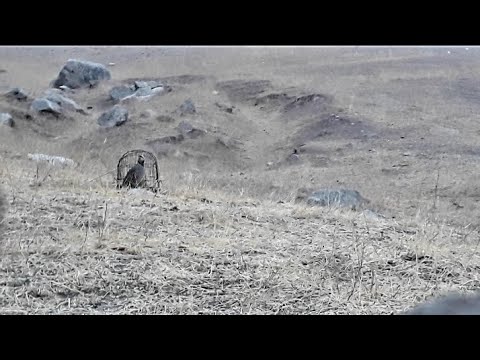 Видео: ЧУЧАИ 4 МОХА 17 ОКТЯБР ШИКОРИ ТИРАМОХ👍👍👍💥💥💥