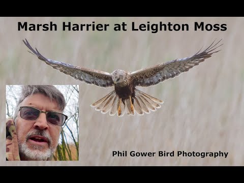 Видео: «Марш Харриерс» в Лейтон-Мосс