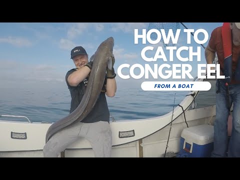 Видео: Как поймать морского угря с лодки