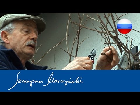 Видео: Wisteria - весенняя обрезка глицинии