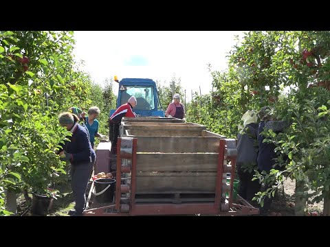 Видео: ОАО "Почапово": каким будет урожай яблок?