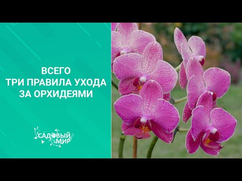 Видео: Всего три правила ухода за орхидеями
