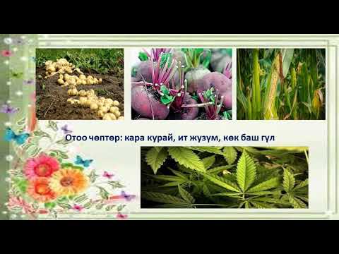 Видео: Маданий өсүмдүктөрдүн таралышы.Отоо чөптөр
