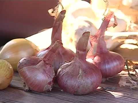 Видео: Селекция лука шалот Кировской области