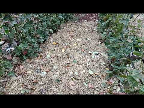 Видео: Чем замульчировать почву в рядах малины и ежевики.