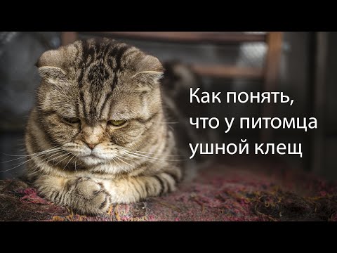 Видео: Ушной клещ у кошки