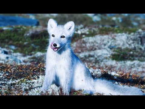 Видео: Дикая природа за Полярным кругом