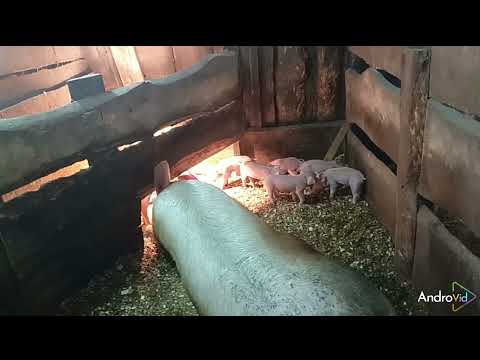 Видео: ##тройной опорос##подготовил фантом для сбора семени хряка##