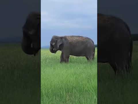 Видео: В Минеральных водах,на поле заметили индийских слонов 🐘🐘🐘.