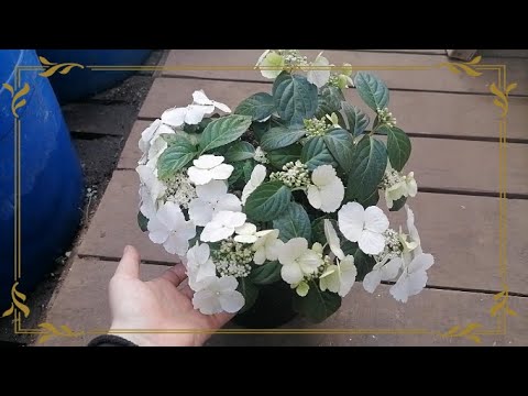 Видео: Текущая ситуация. Обзор теплиц. Про отправки цветов и их наличие/отсутствие на данный момент.