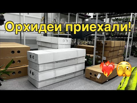 Видео: Самый необычный обзор новой поставки!🔥🔥🔥