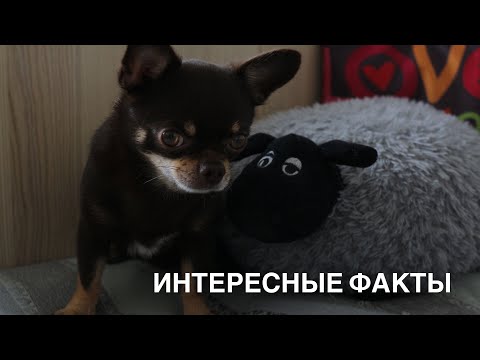 Видео: СТРАННОСТИ МОЕЙ СОБАКИ