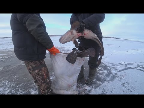 Видео: МЕШОК НАЛИМА ЗА 20 минут НА СТУКАЛКУ!!!