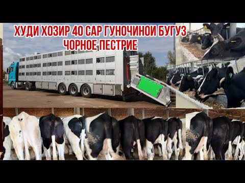 Видео: 40 сар гуночинои бугуз омад Оптом арзон 🇹🇯 11 сентября 2024 г.