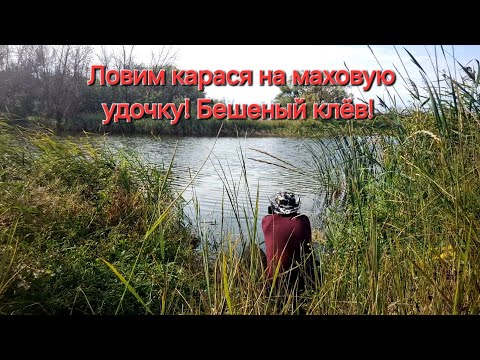 Видео: Рыбалка. Тамбов. Поймали ведро карасей! Оказывается в этом пруду есть ХОРОШИЙ КАРАСЬ! ЗОЛОТОЙ КАРАСЬ