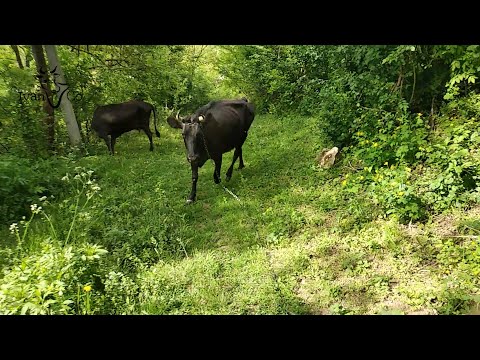 Видео: Мои коровы , идем на пастбище. Джерсейская Тёлочка Марфа!
