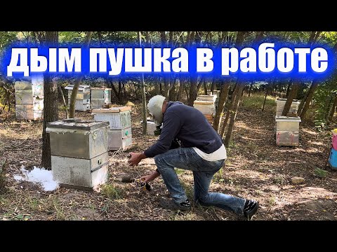 Видео: Обрабатываю пчел дым пушкой