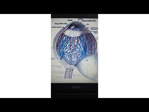 Видео: Сезім ағзалары. Көру ағзасы. СРС👩🏼‍💻📚 ОКУЛИСТПЕН сұхбат🔍👨🏻‍⚕️