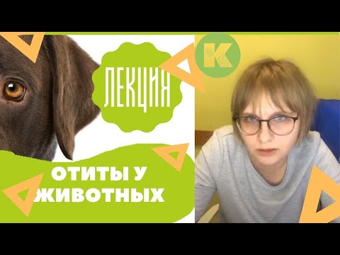 Видео: Отиты у животных, болезни животных, лечение и профилактика отитов