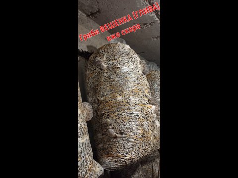 Видео: Гриби ВЕШЕНКА(ГЛИВА) вже скоро
